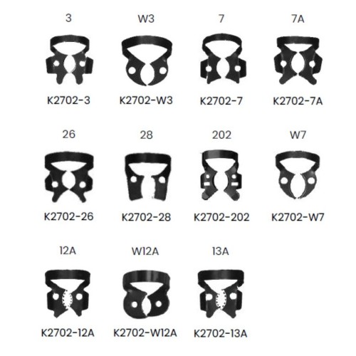 Clema diga neagra, Black coated, Molar inferior